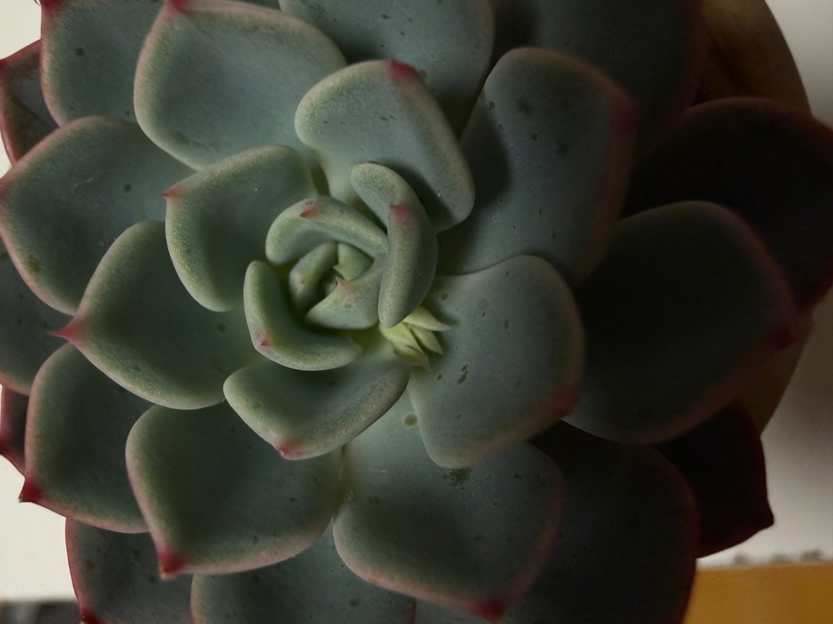 원옼부락내한기원🫠뤰 tweet media