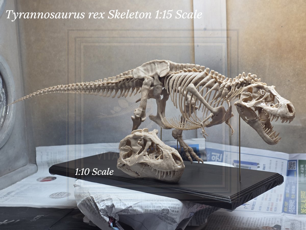 vitaimagination's tweet image. Tyrannosaurus rex 1:15 Scale Full Body Skeleton and 1:10 scale skull

We create and sell a variety of dinosaur and skeletal models, so if you’re interested, feel free to send a message anytime!

#trex #티라노사우루스 #3dprint #scalemodel #skull