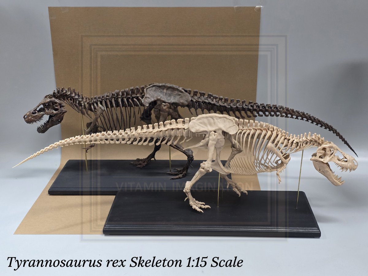 vitaimagination's tweet image. Tyrannosaurus rex 1:15 Scale Full Body Skeleton and 1:10 scale skull

We create and sell a variety of dinosaur and skeletal models, so if you’re interested, feel free to send a message anytime!

#trex #티라노사우루스 #3dprint #scalemodel #skull