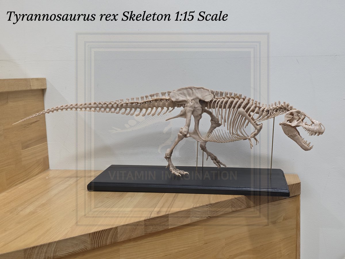 vitaimagination's tweet image. Tyrannosaurus rex 1:15 Scale Full Body Skeleton and 1:10 scale skull

We create and sell a variety of dinosaur and skeletal models, so if you’re interested, feel free to send a message anytime!

#trex #티라노사우루스 #3dprint #scalemodel #skull
