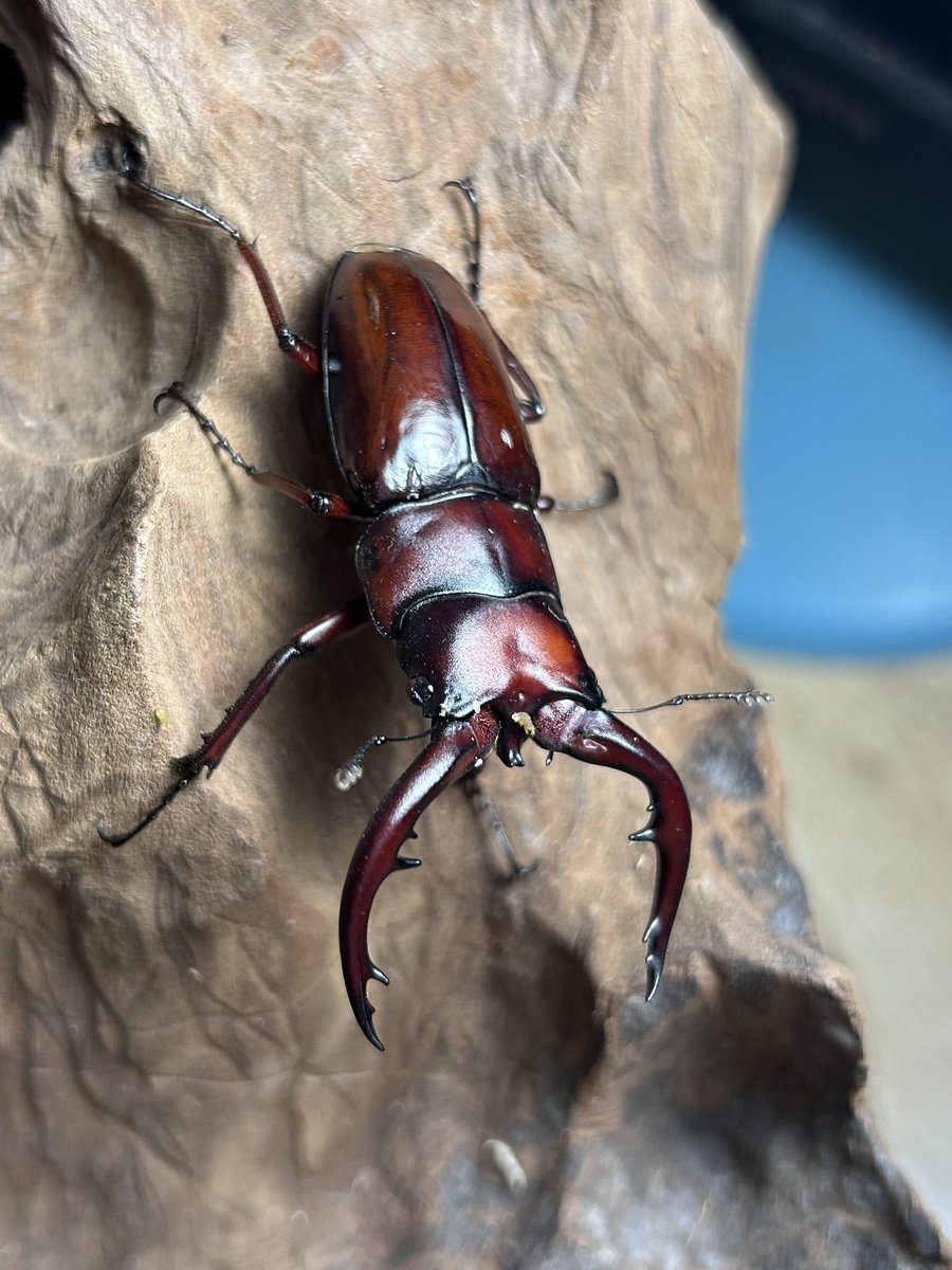 Crazy Scissors tweet media