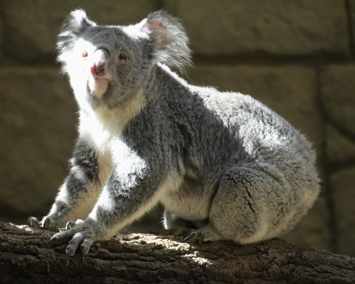 マッチカ🐨💚 tweet media