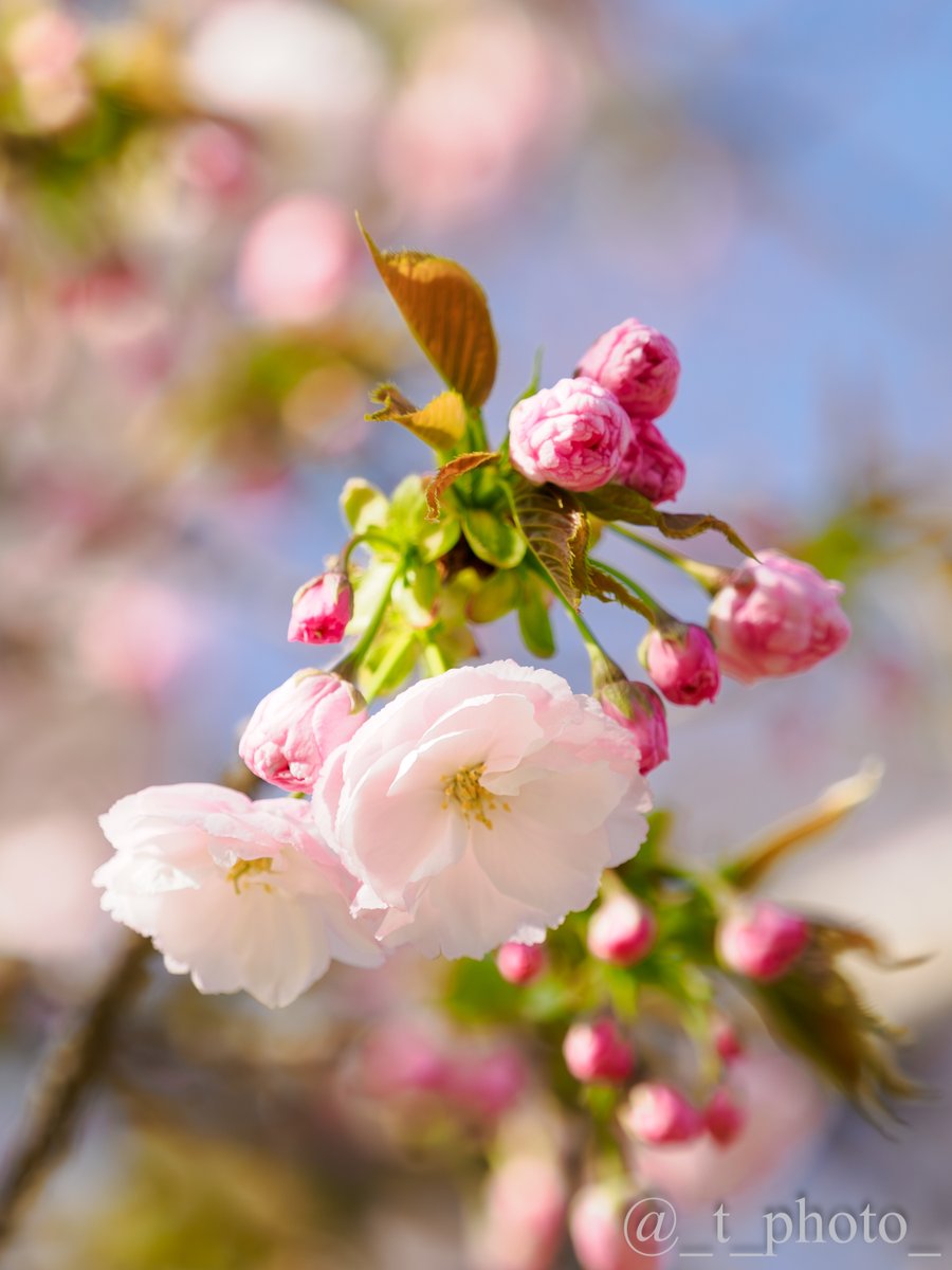 とーりん tweet media