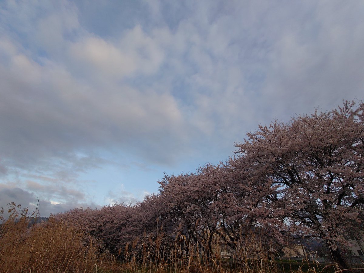 ふわふうらい tweet media