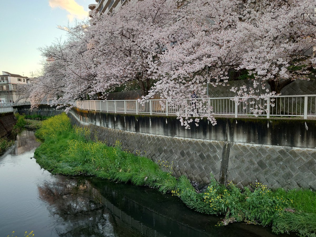 ふわふうらい tweet media