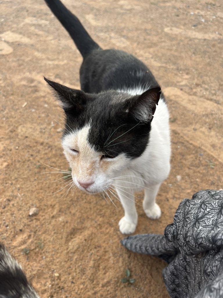 はなもも(hanamomo) tweet media