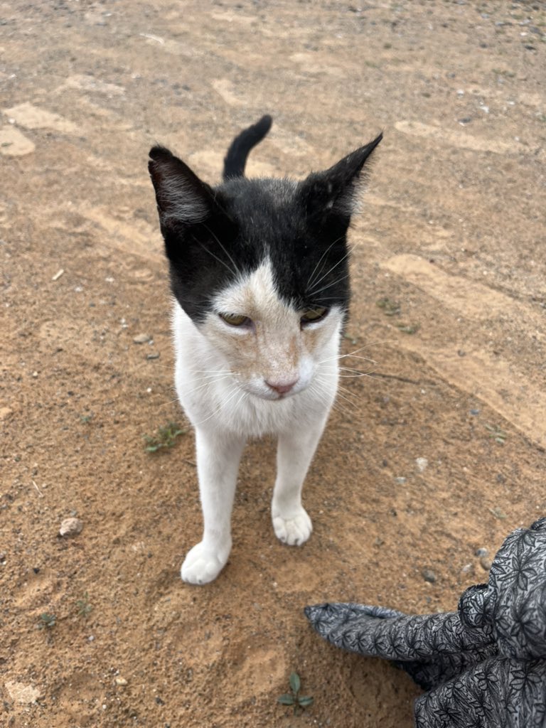 はなもも(hanamomo) tweet media