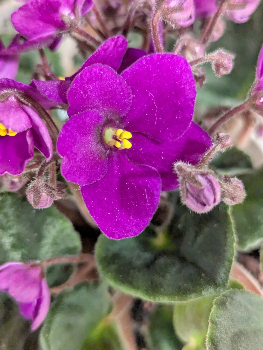 Grampa1950's tweet image. QP or Share your purple 🟣💜🟣