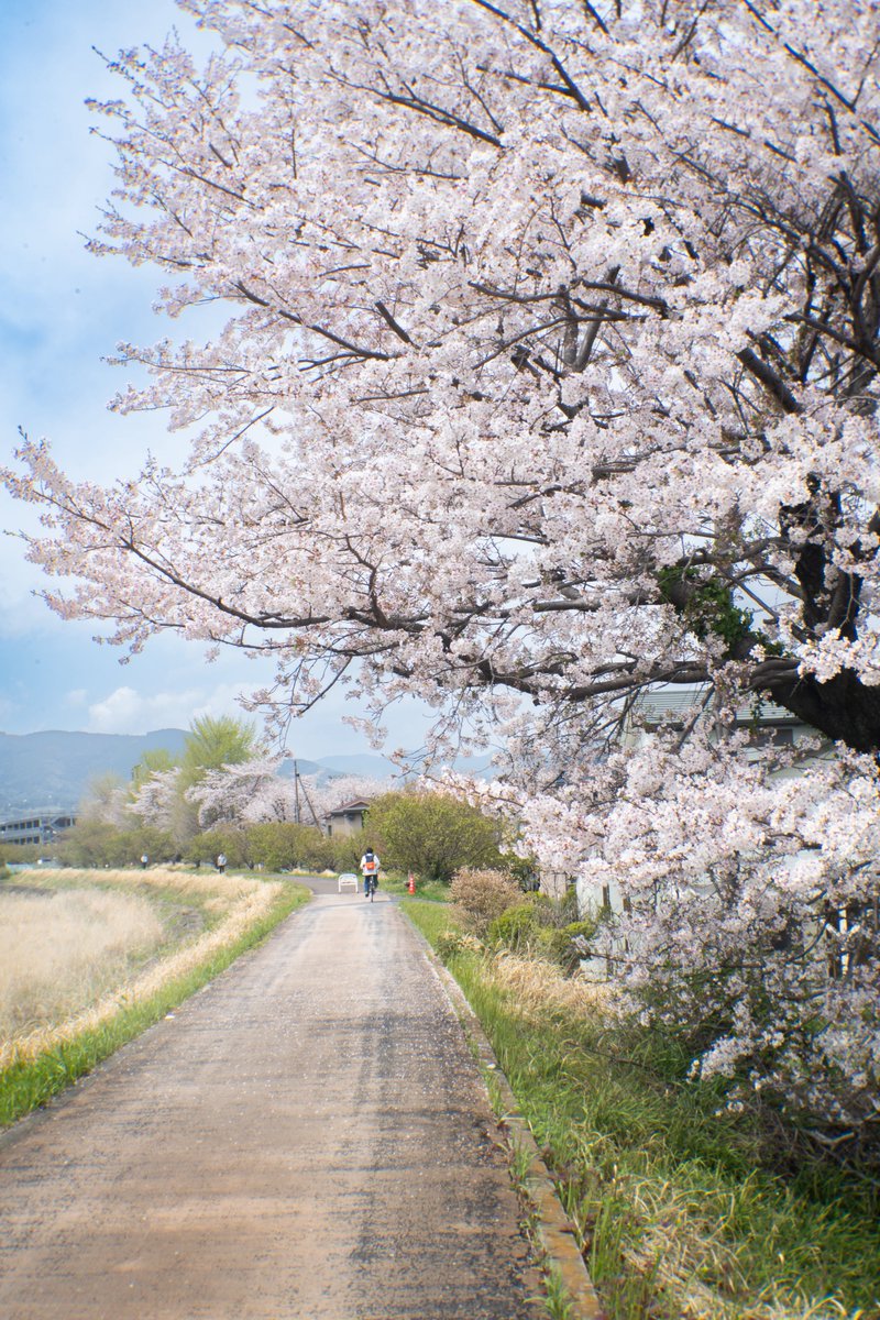 今年ナンバーワン桜