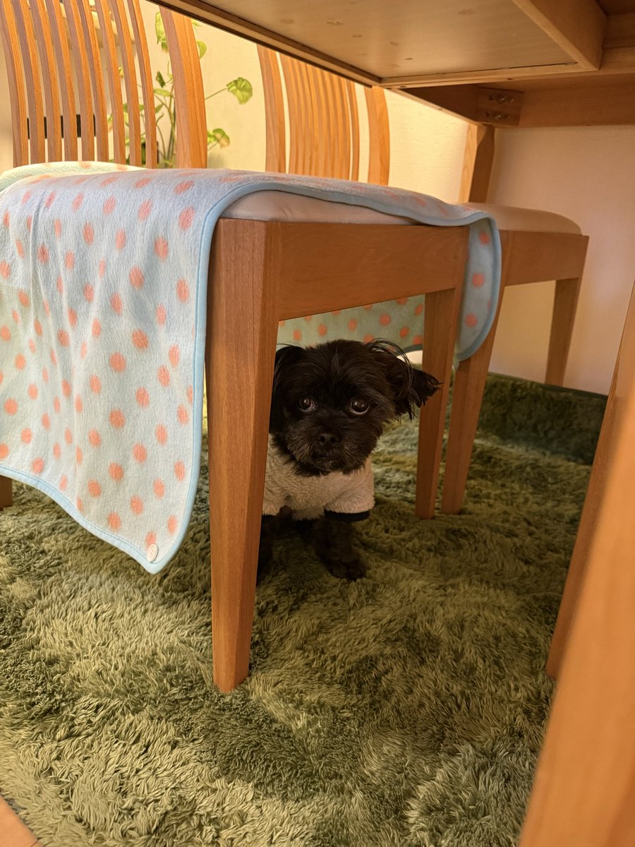 ma-yu_マイズ tweet media