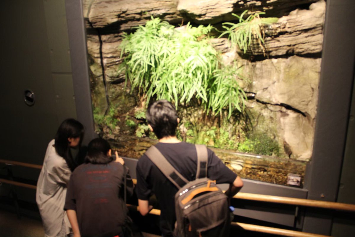 suiseiken2013's tweet photo. 水棲研の活動紹介🦀
　【No.3 水族館訪問】
水棲研では毎年6月、学祭の展示の参考としてアクア・トト岐阜に行っています。そこで環境再現をどう展示するかについて考えながら、理解を深め合います！🐟 https://t.co/0I4sQNLG4Z