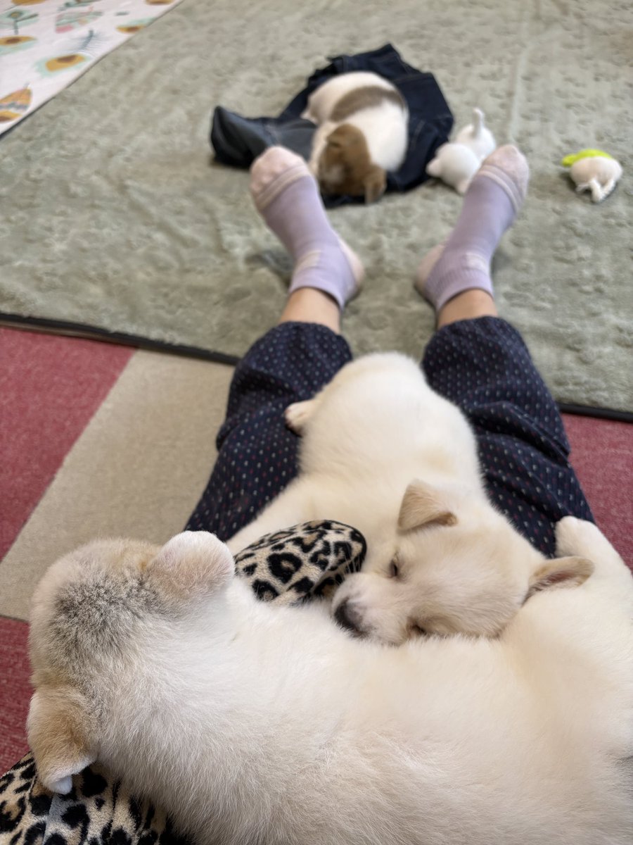 とも君ののんびりリハビリ生活 tweet media