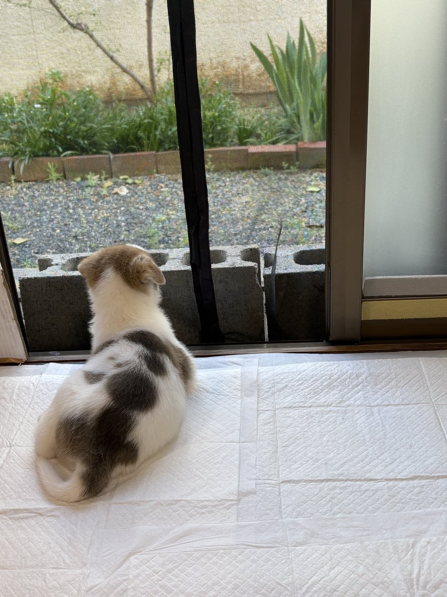 とも君ののんびりリハビリ生活 tweet media