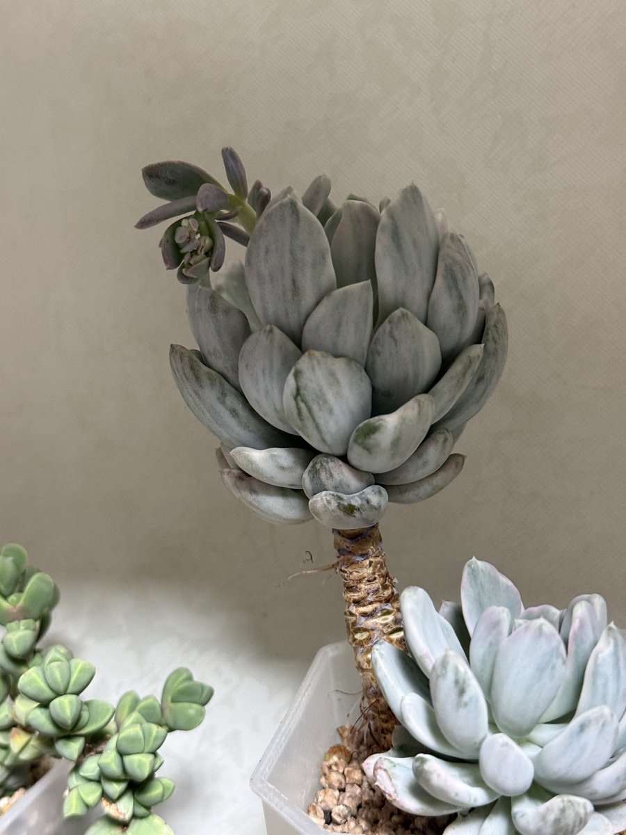 원옼부락내한기원🫠뤰 tweet media