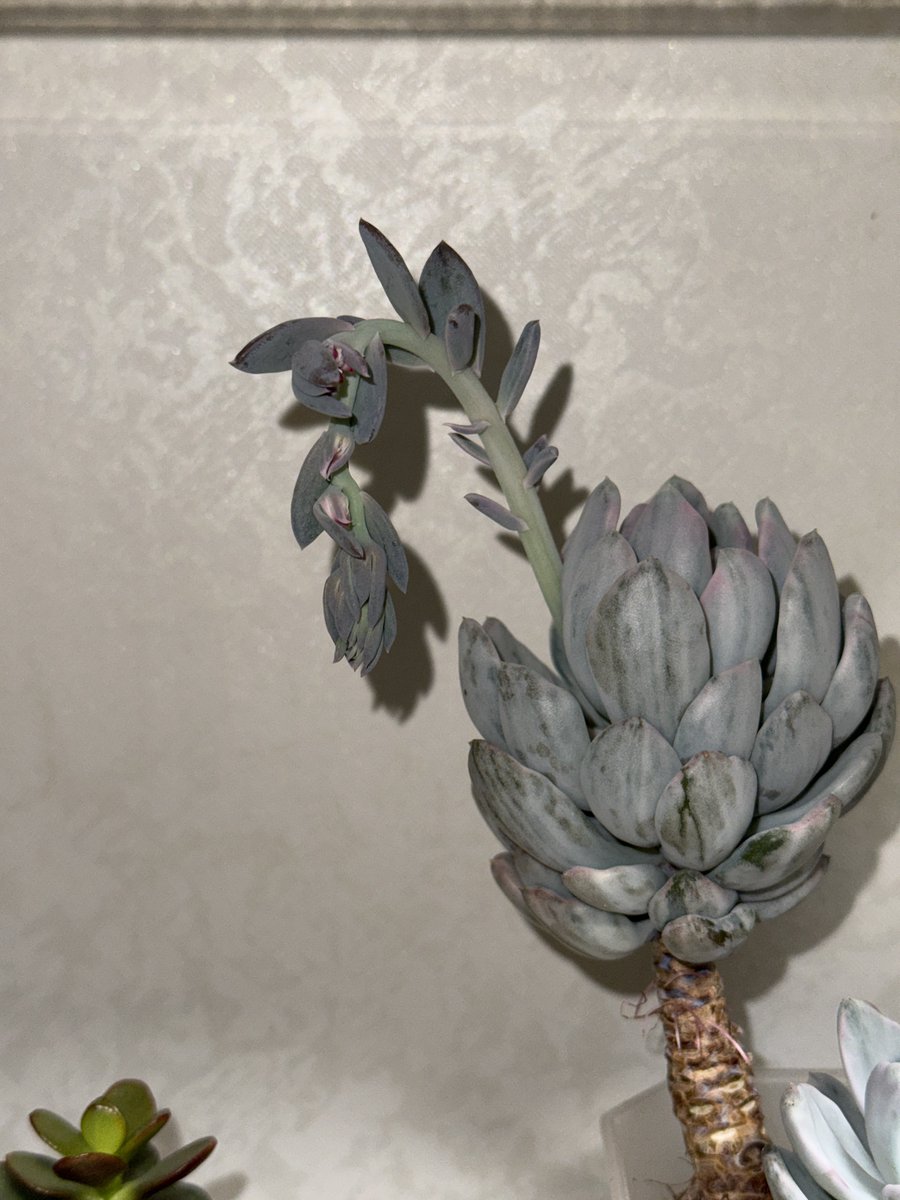 원옼부락내한기원🫠뤰 tweet media