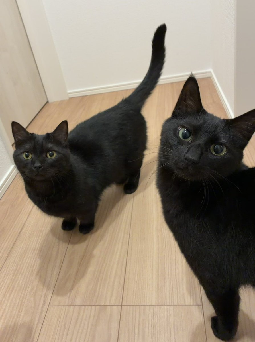 bibi_0731's tweet photo. 🐈‍⬛🐈‍⬛

#黒猫 #cat #猫のいる暮らし https://t.co/gsW8uzmHKk