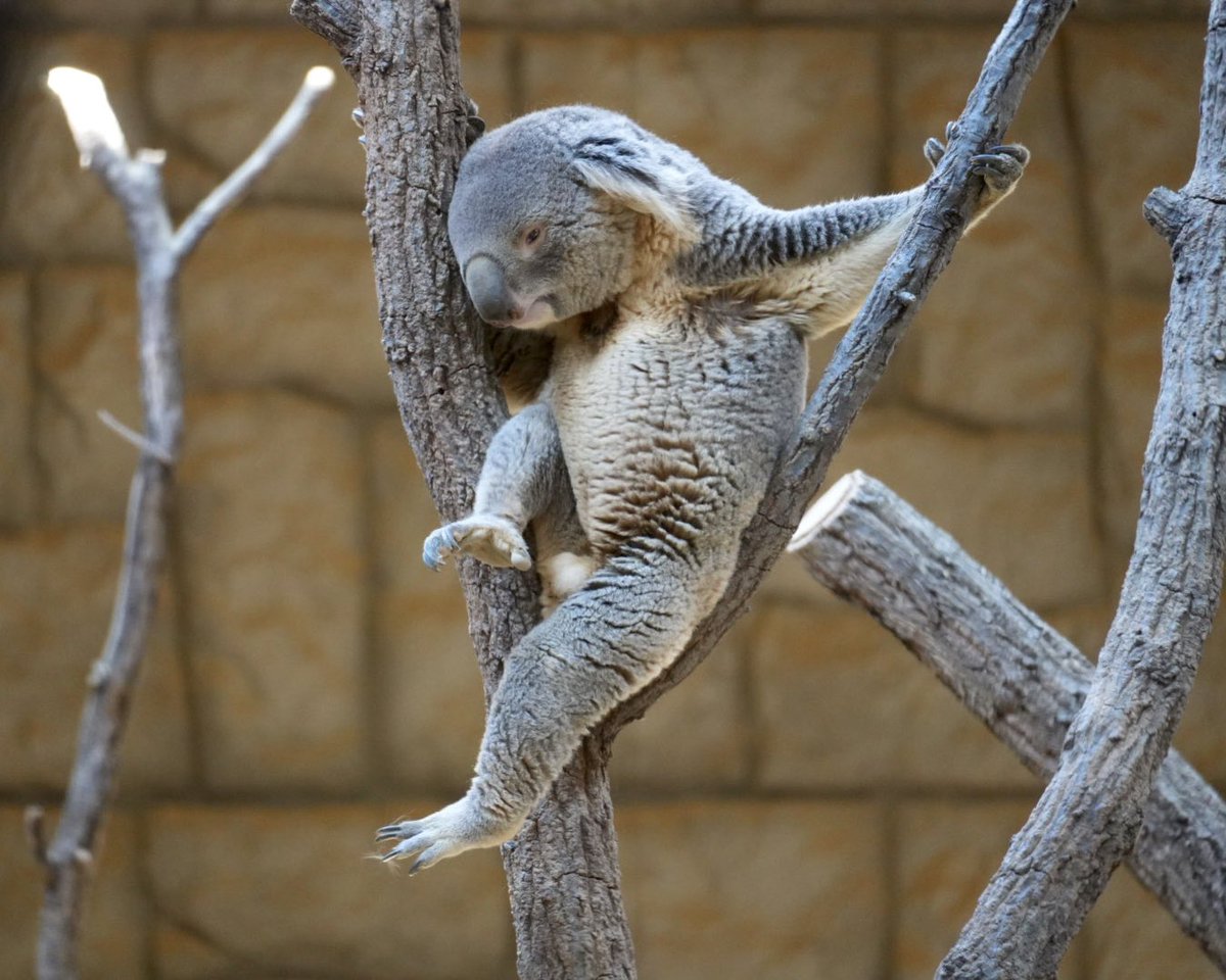 マッチカ🐨💚 tweet media