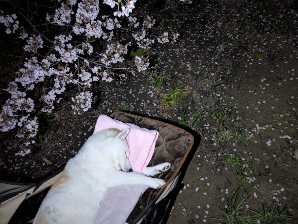 食器と食パンとペン tweet media