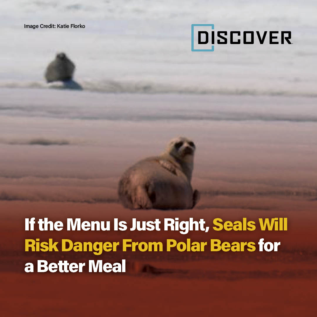 Discover Magazine tweet media