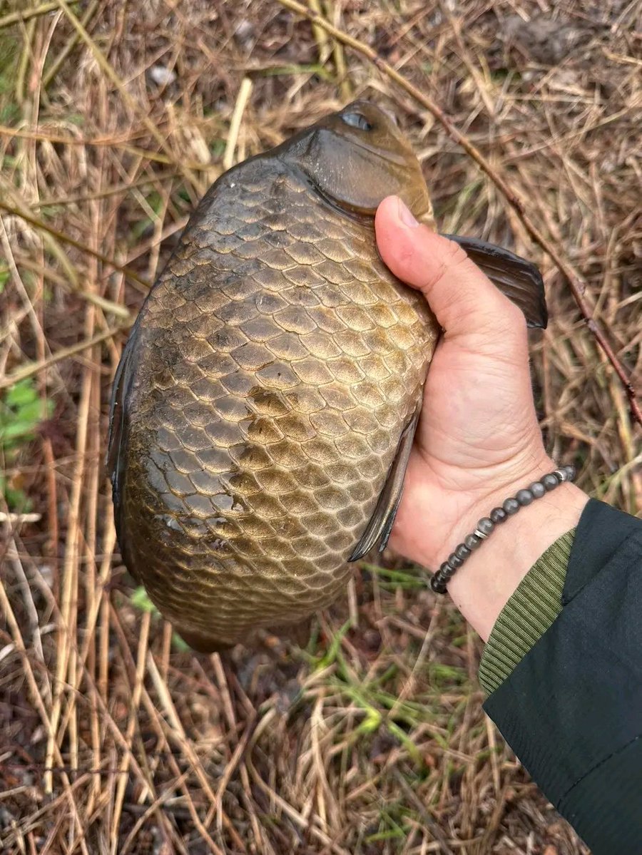 Меч Арея tweet media