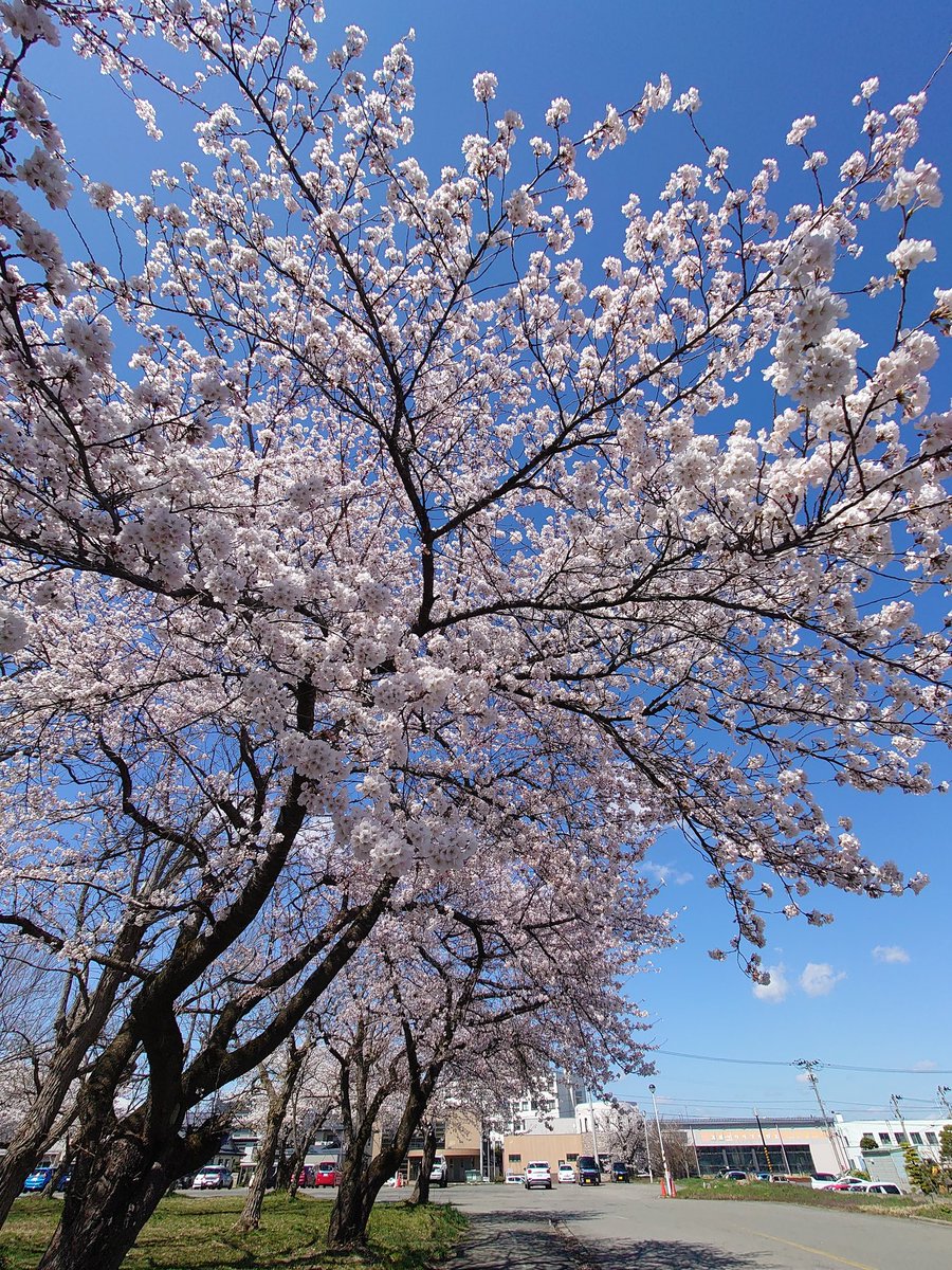 b_op_131's tweet photo. 東北地方は　桜が🌸満開… https://t.co/u0NjkrrMeV