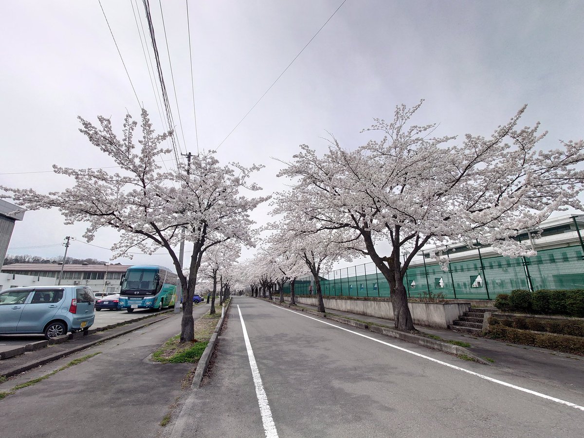 b_op_131's tweet photo. 東北地方は　桜が🌸満開… https://t.co/u0NjkrrMeV