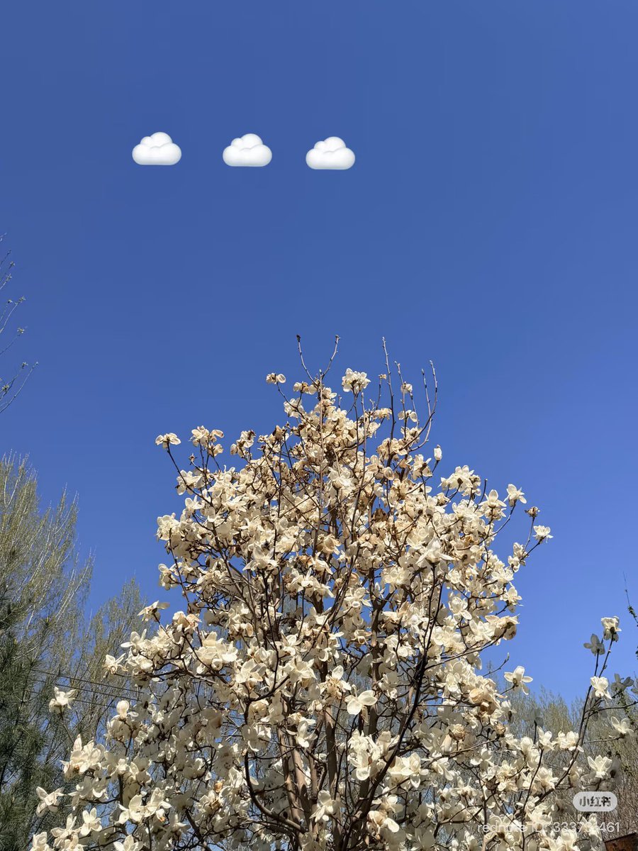 LuHan International tweet media