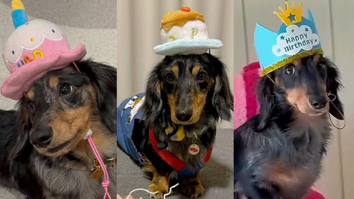 #srchafreen #fluffy 
#srchafreenwithFluffy

FLUFFY BIRTHDAY 🐶🥳🤎

2024-1st             2025-2nd          2026-3rd
