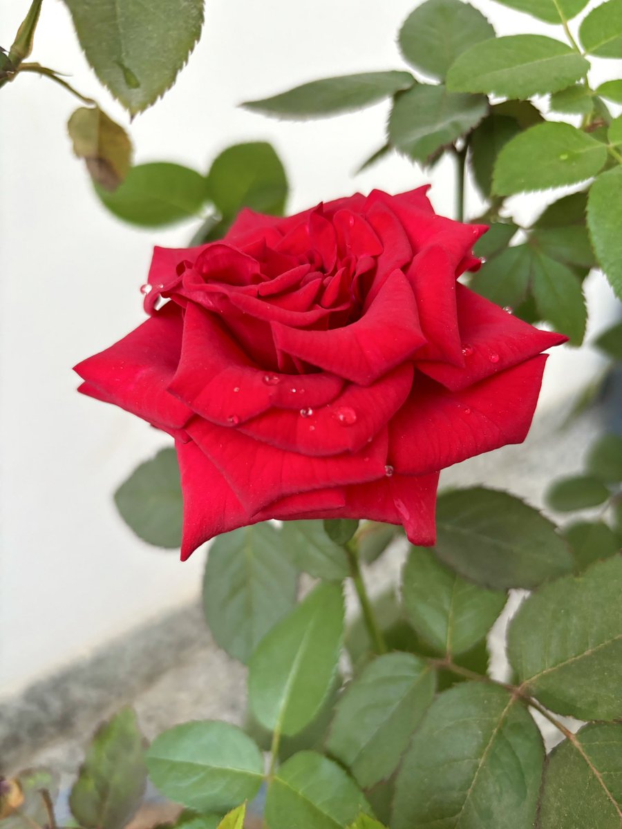 Ronak Choudhary tweet media