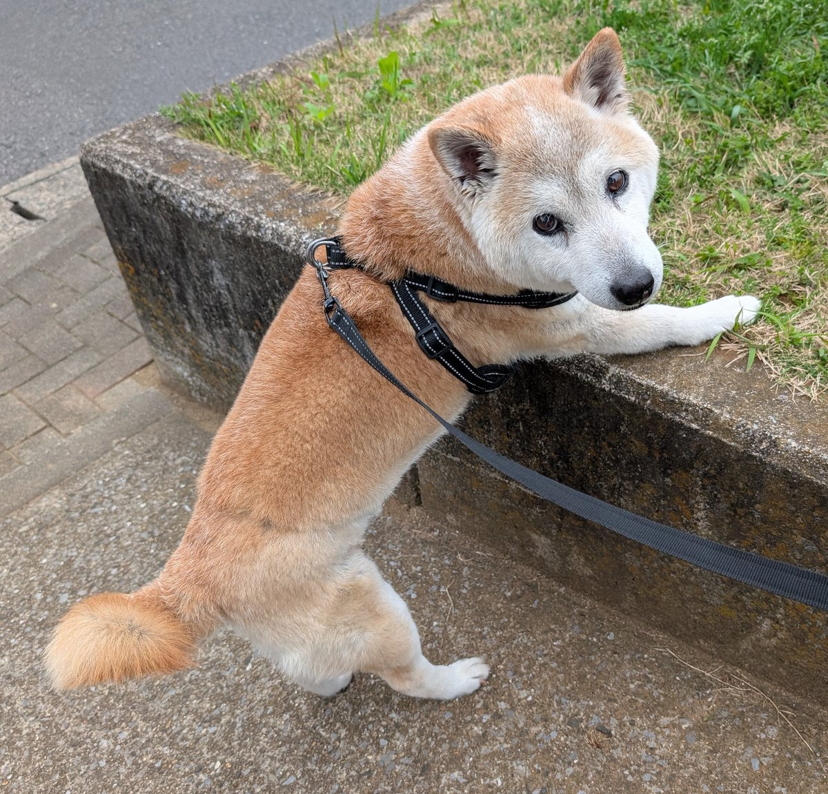 ごうやま tweet media