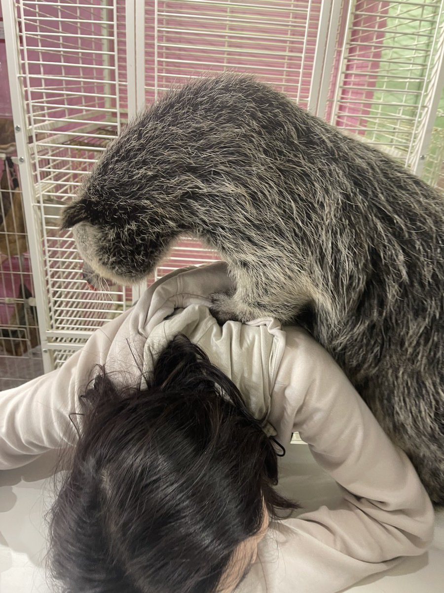 皆さんも気になる？
気になるよね！
ビントロング！！！

かなり、もふもふ！
かなり香ばしい良い匂いがする！
乗っけてみてください！肩に！
踏まれてみてください！
あのふわふわな肉球に✨✨
おすすめです！