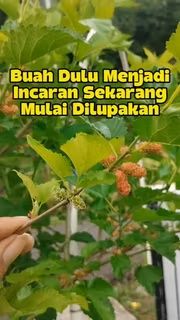 Bukit Farming tweet media