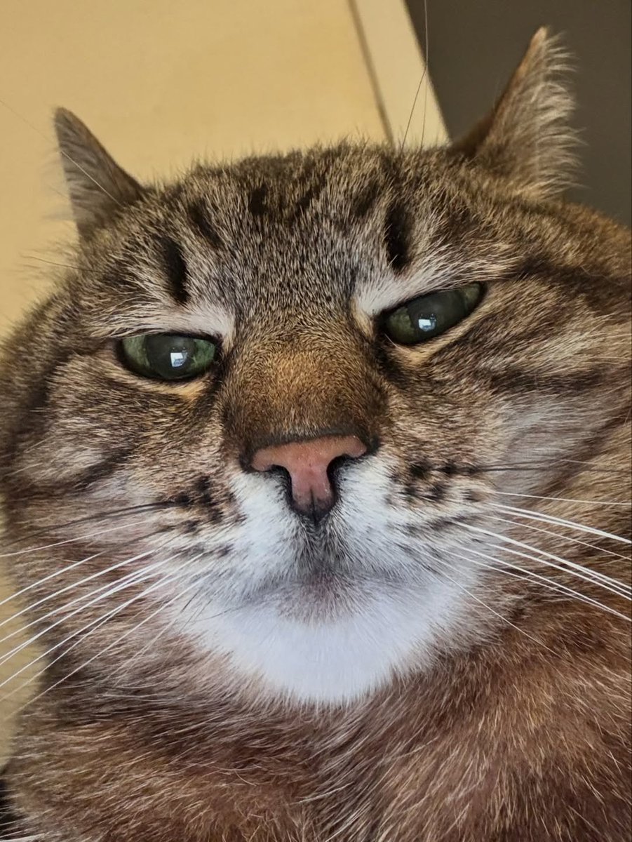 No Context Cats tweet media