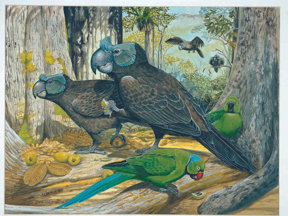 🦎Visceral🪶 (Tomistoma enjoyer🐊) tweet media