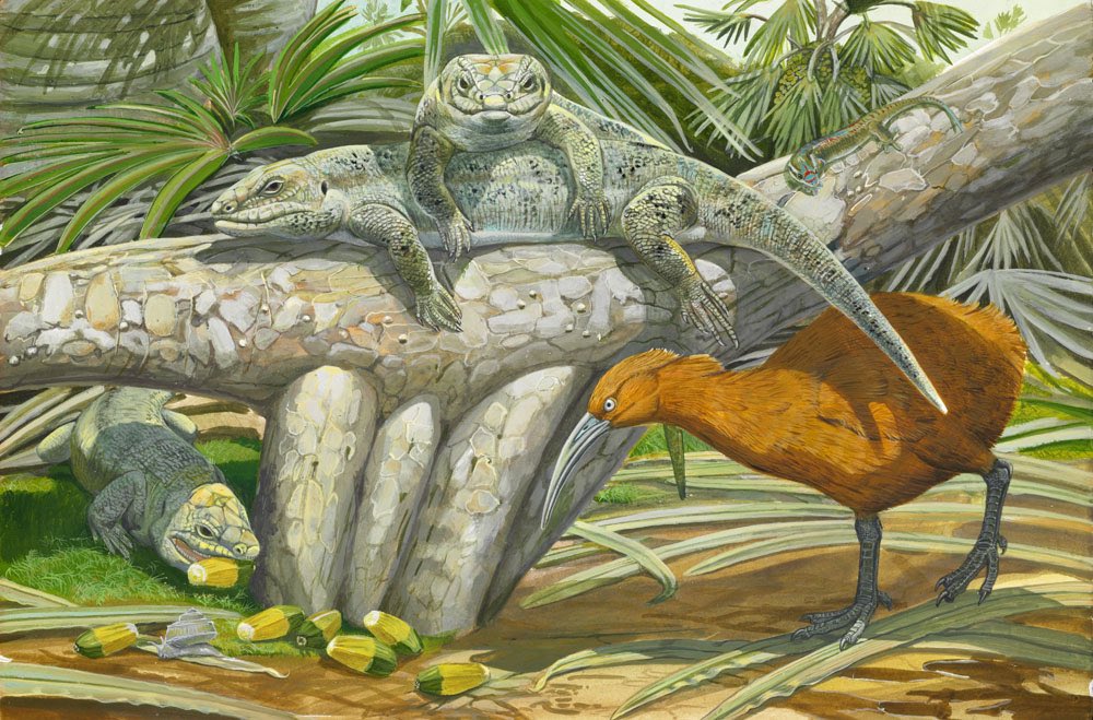 🦎Visceral🪶 (Tomistoma enjoyer🐊) tweet media