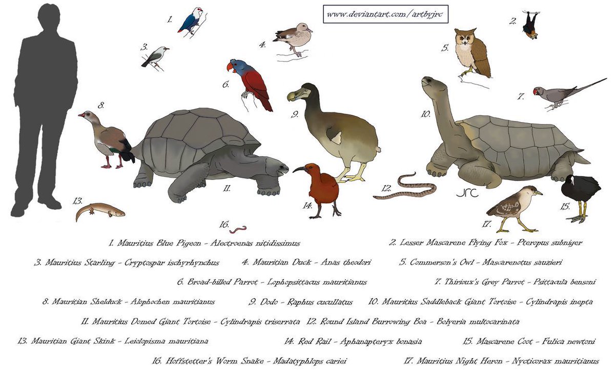 🦎Visceral🪶 (Tomistoma enjoyer🐊) tweet media