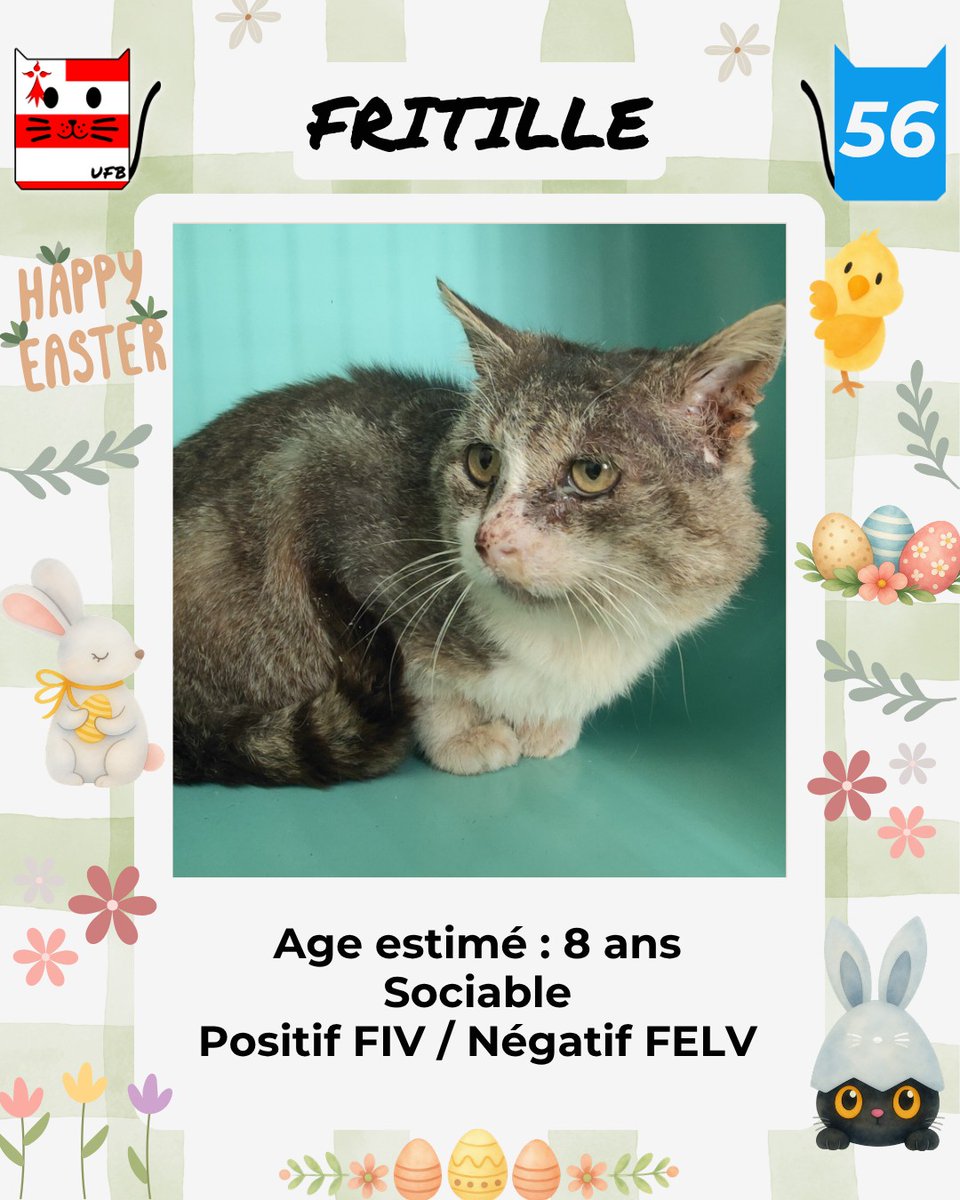 FRITILLE est le seul loulou de la liste de cette semaine à ne pas avoir de solution de sauvetage
En fourrière ds le 56 il risque l'euthanasie si ns ne pouvons confirmer à cette fourrière son adoption ou sa prise en charge par asso demain midi dernier délai
facebook.com/urgencesfourri…