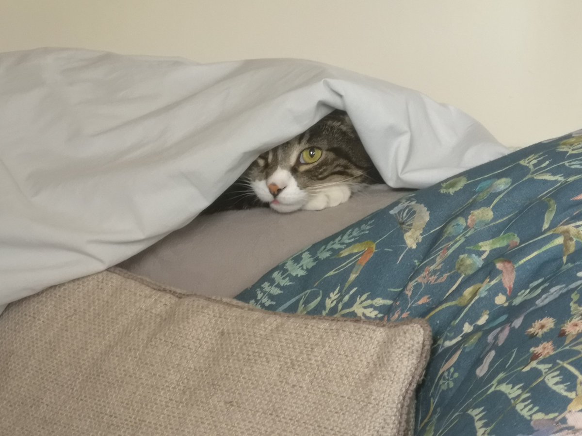 leafnthread's tweet photo. @SignorDexter Dextre, do you like to bite and rip the cardboard? My cat Bramble loves to do that! https://t.co/gJl8GGDV5T