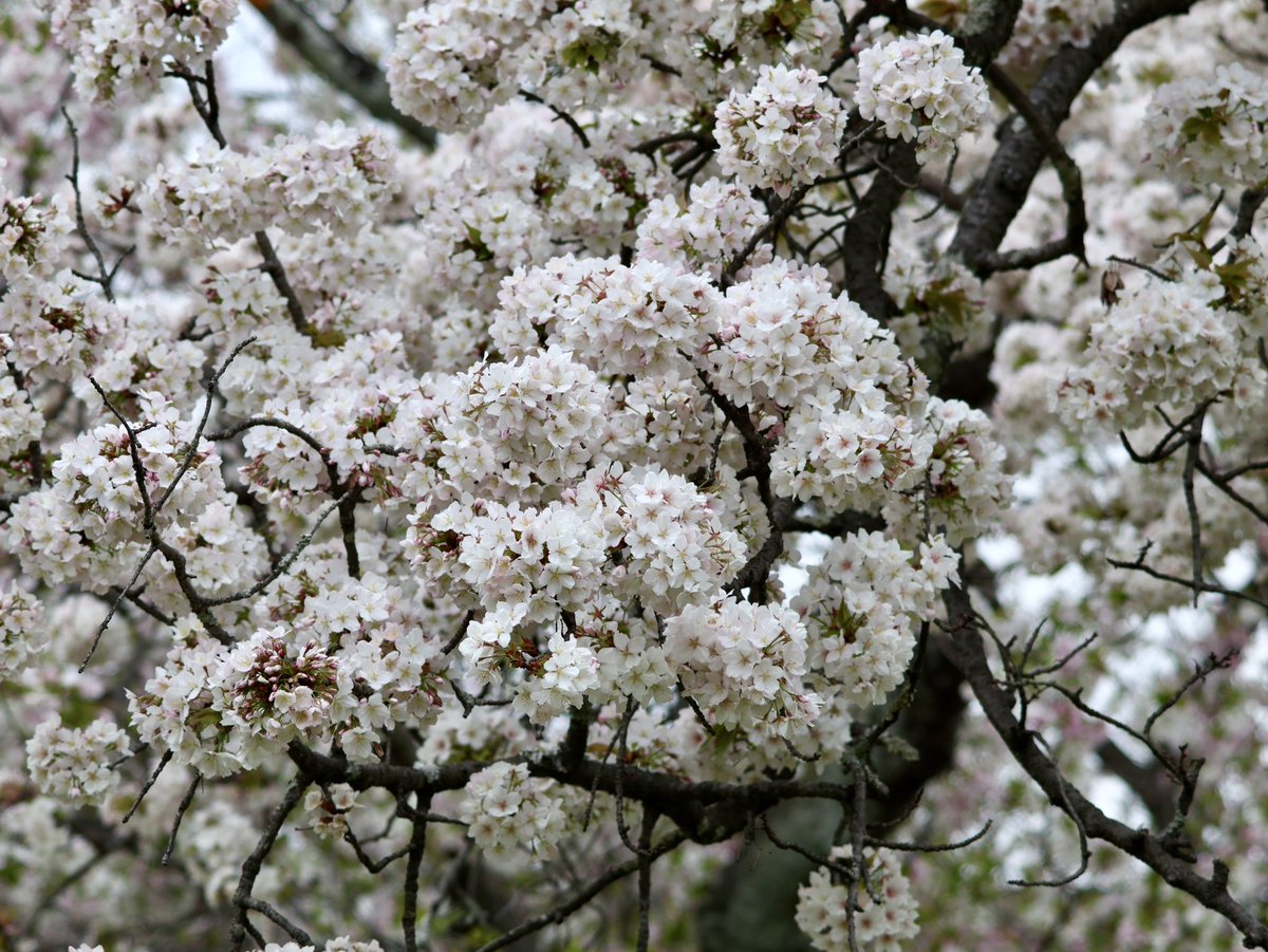 🎐🌻ゆーひん🌻🎐 tweet media