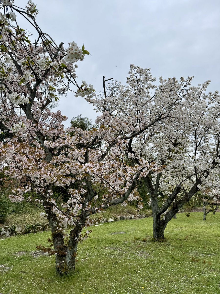 🎐🌻ゆーひん🌻🎐 tweet media