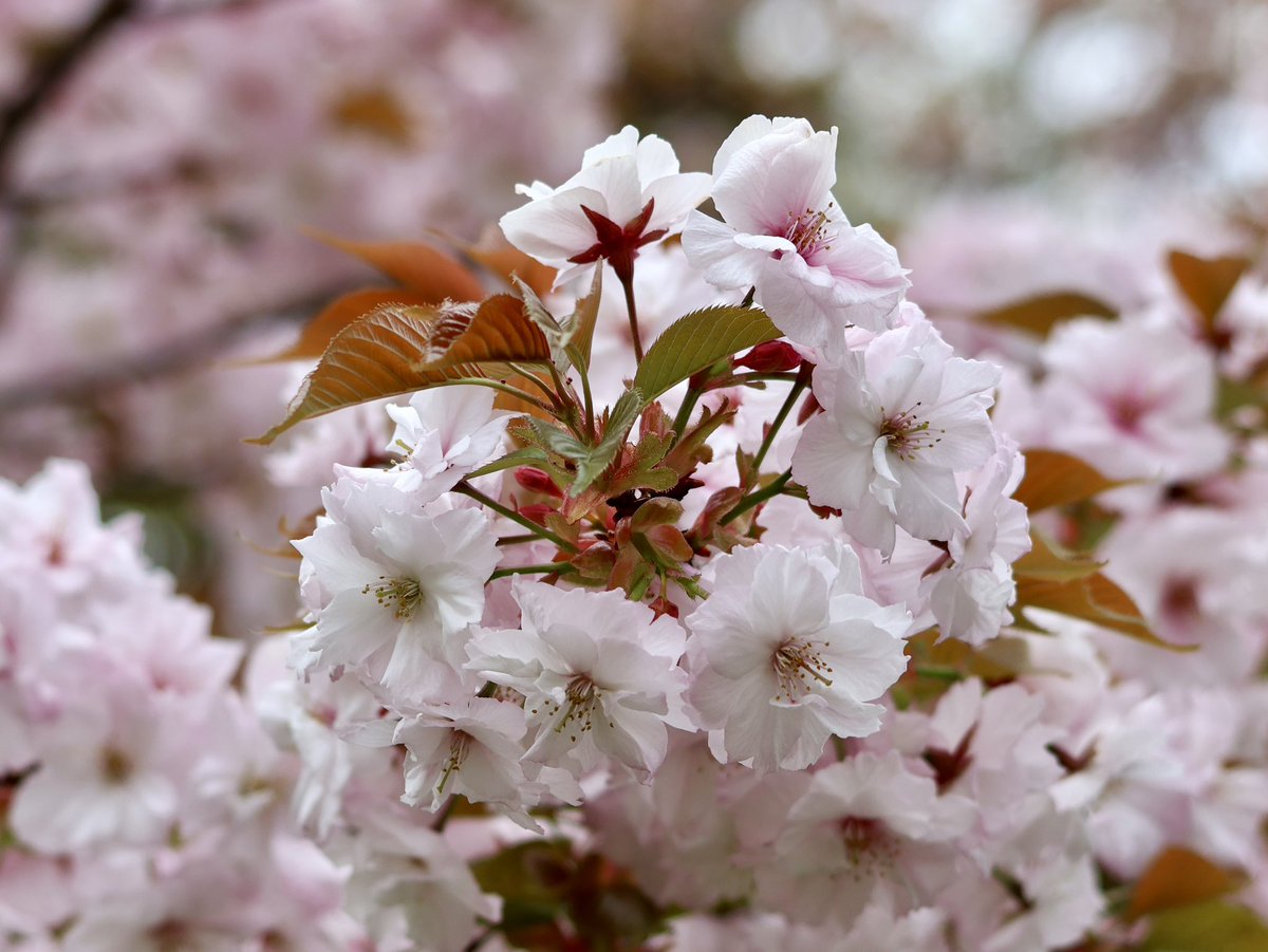 🎐🌻ゆーひん🌻🎐 tweet media