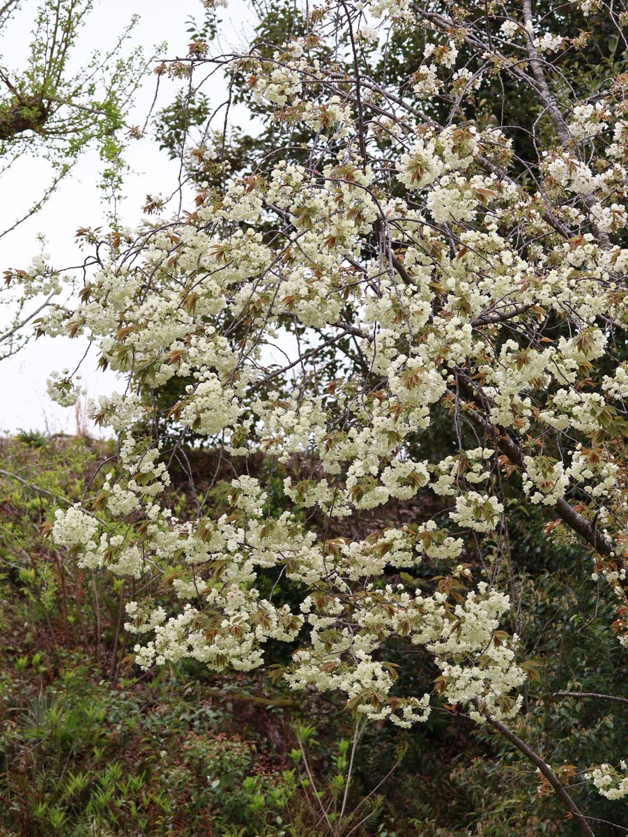 🎐🌻ゆーひん🌻🎐 tweet media