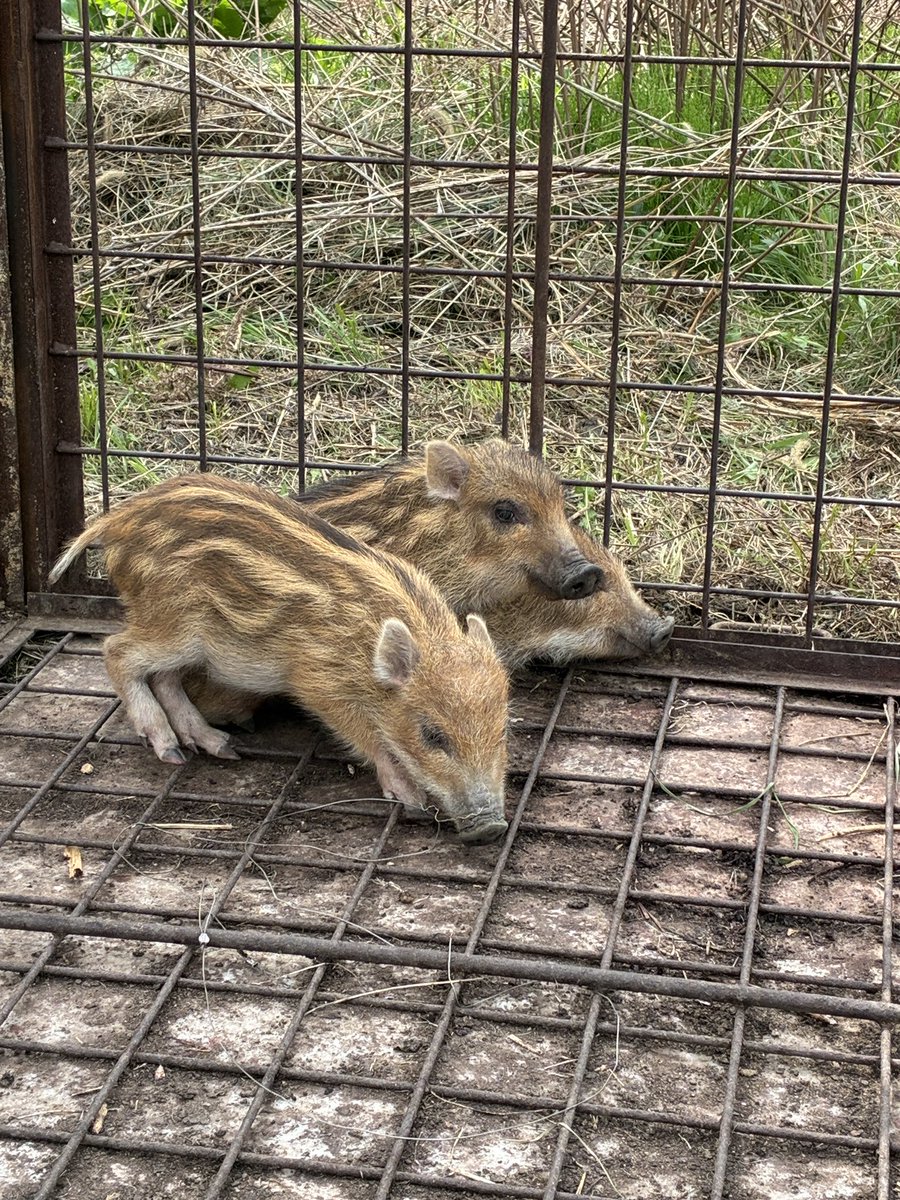 妻の実家付近で捕獲されてたウリ坊