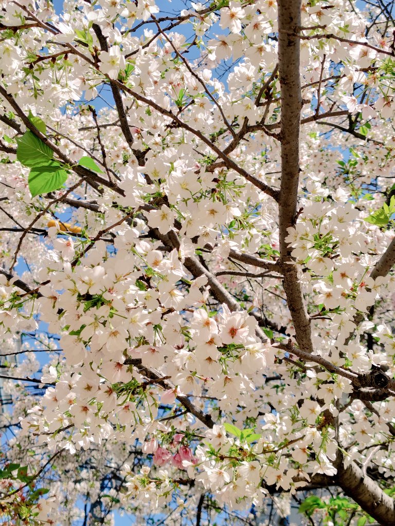 _COPPE_'s tweet photo. 今年は桜を全然見てなくて、見ないまま終わるかな〜と思ってたけど、通りがかりの公園の桜を少し見れた。ちょっと葉桜だけど、ピンクと緑の組み合わせもキレイ。 https://t.co/8hUaHkuBu8