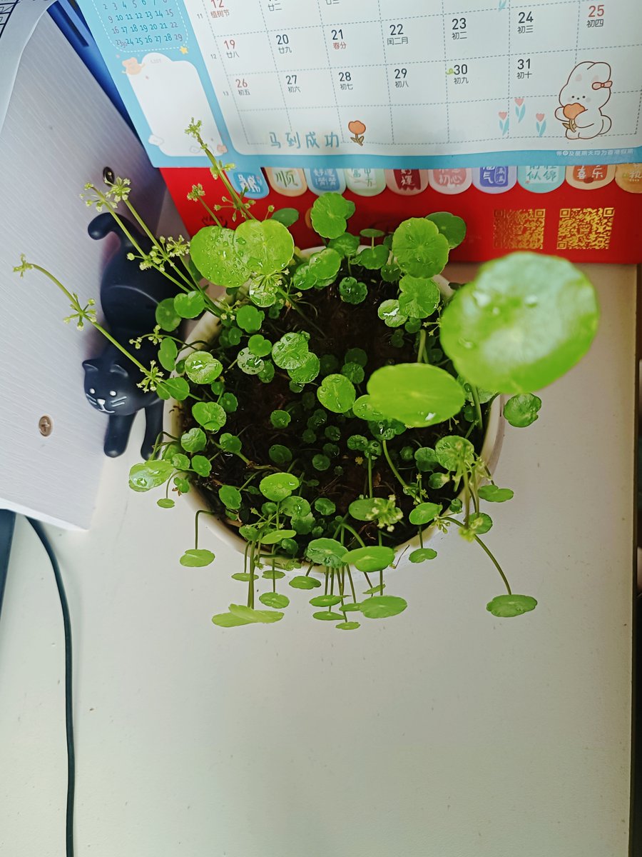 Myranda zambrano tweet media