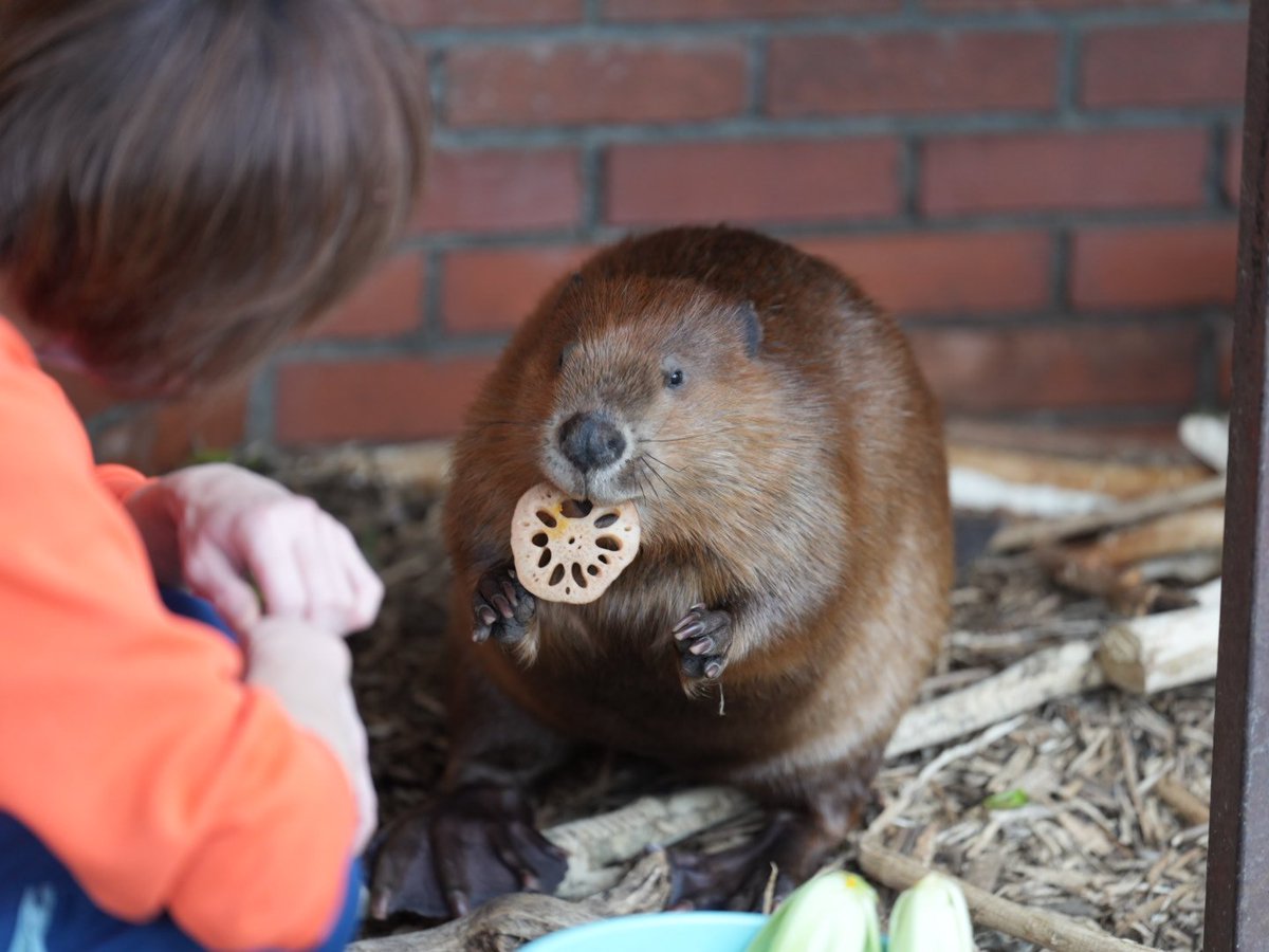 cotsubu4's tweet photo. 大好きなおやつ😊
(2026.4.9📷)

#アメリカビーバー　#beaver
#すいすい
#羽村市動物公園
#ヒノトントンzoo https://t.co/FNaiQJXYi5