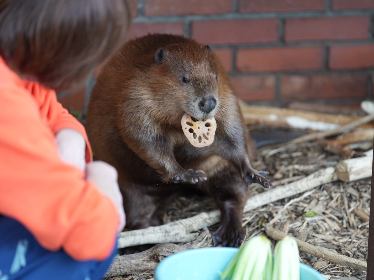 cotsubu4's tweet photo. 大好きなおやつ😊
(2026.4.9📷)

#アメリカビーバー　#beaver
#すいすい
#羽村市動物公園
#ヒノトントンzoo https://t.co/FNaiQJXYi5