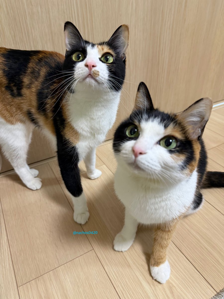 ナツとスイ tweet media