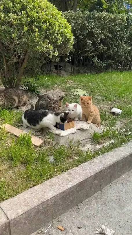 robin kaveh tweet media