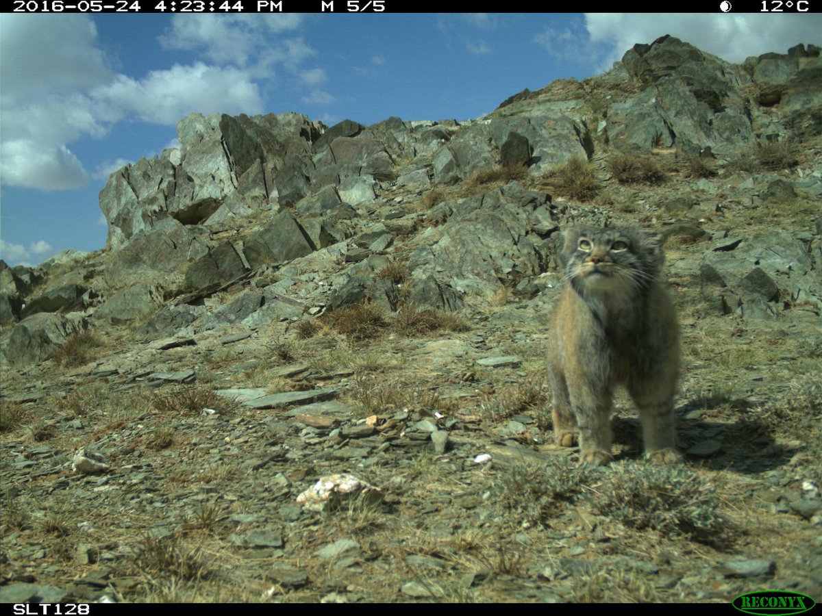 trailcam tweet media